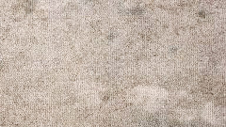 How to Get Black Mold Stains Out of Carpet