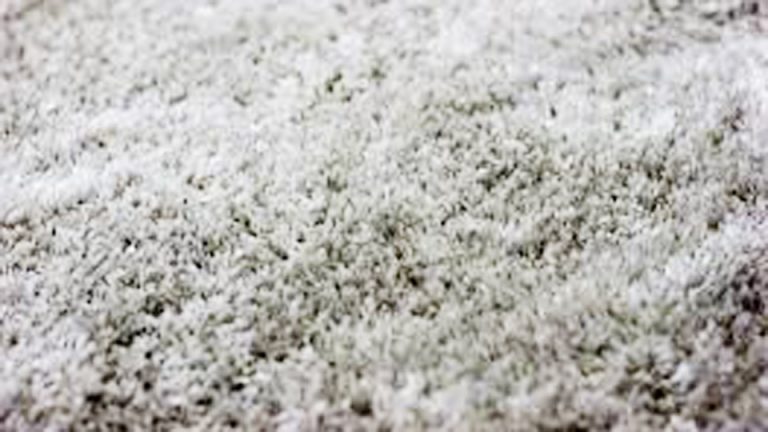 How to Get Mold Out of Carpet Without Bleach